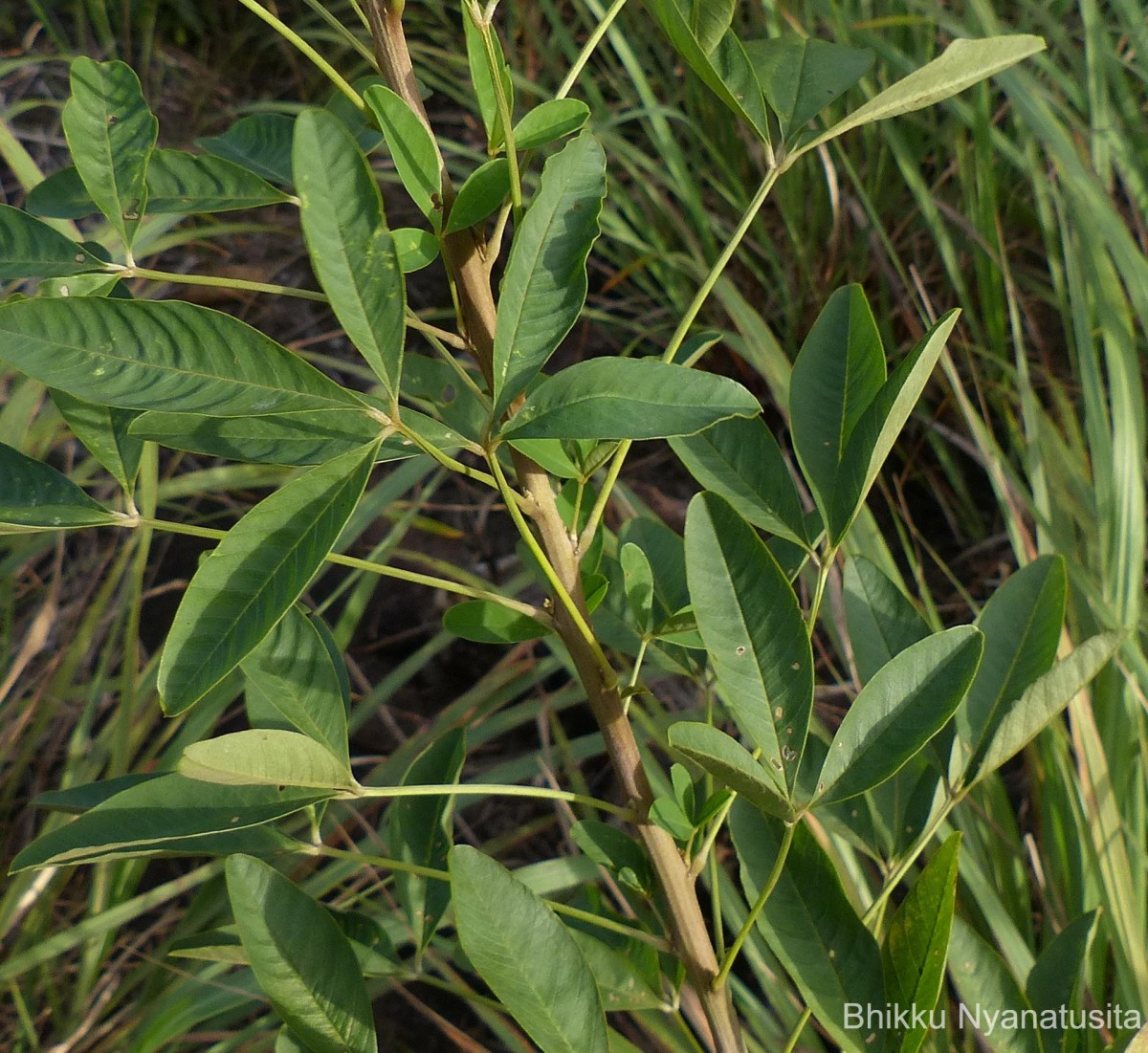 Crotalaria micans Link